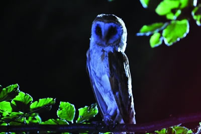 撮影後リサイズとレベル補正