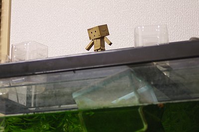 アマゾンダンボー